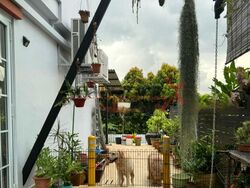 Shamrock Park (D10), Semi-Detached #497302751